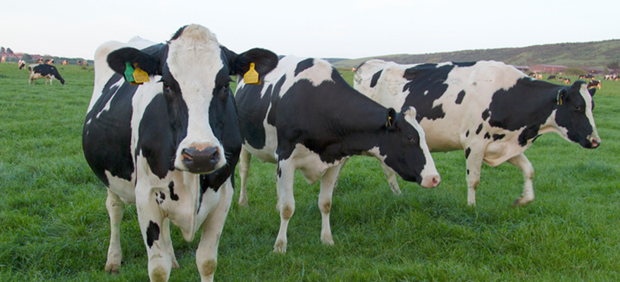 Key factors affecting milk production and quality - Jacoby