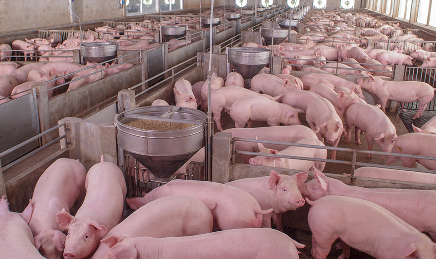 African Swine Fever virus impacts U.S. dairy ingredient exports to Asia